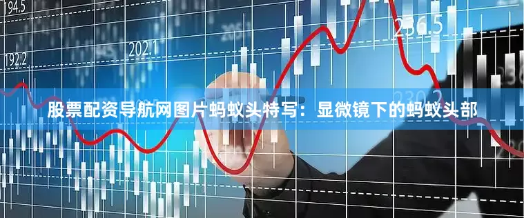 股票配资导航网图片蚂蚁头特写：显微镜下的蚂蚁头部